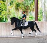 dressage horses for sale
